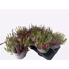 Callu Wibos Quattro