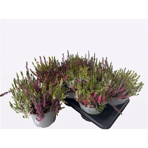 Callu Wibos Quattro