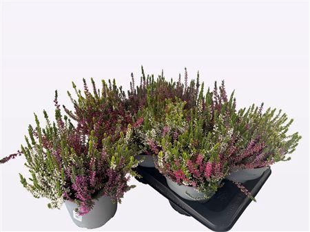 Callu Wibos Quattro