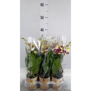Phalaenopsis multi.   ...