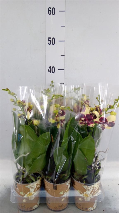 <h4>Phalaenopsis multi.   ...</h4>