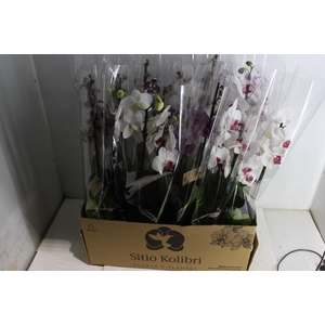 PHALAENOPSIS P12 3 HT