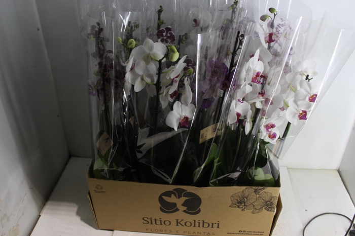 <h4>PHALAENOPSIS P12 3 HT</h4>