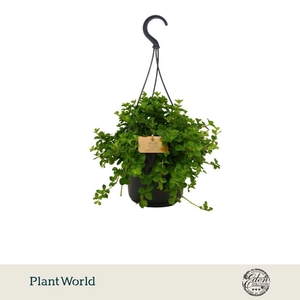 Peperomia Rotundifolia 15cm HP