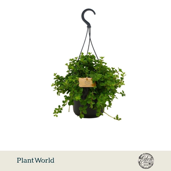 <h4>Peperomia Rotundifolia 15cm HP</h4>