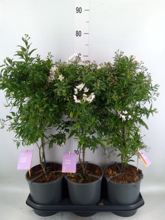 <h4>Solanum jasminoides</h4>