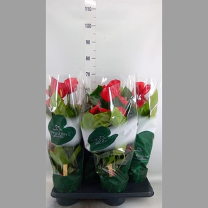 Anthurium andr. 'Melodia'