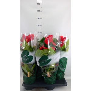 Anthurium andr. 'Melodia'