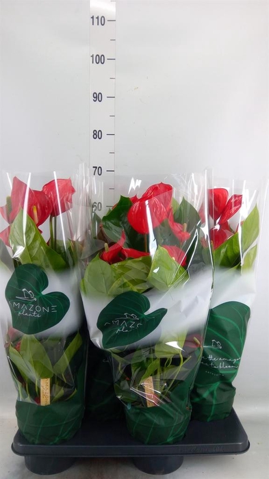<h4>Anthurium andr. 'Melodia'</h4>