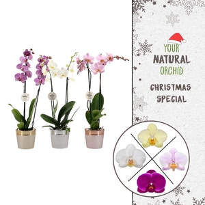 Christmas | 2 spike mix | Isabel keramiek