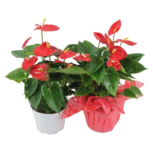 Anthurium XL.10 Mauii Red 14cm met rondello