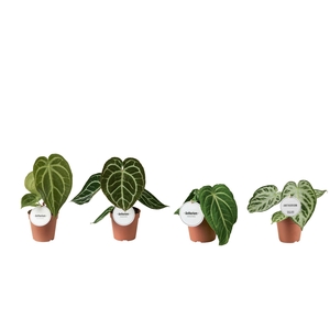 Anthurium Mix