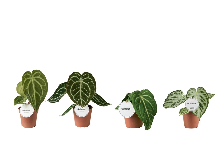 <h4>Anthurium Mix</h4>