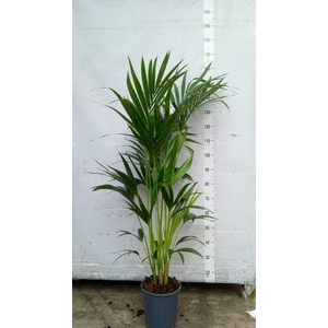 Howea forsteriana