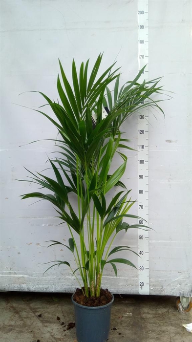 <h4>Howea forsteriana</h4>