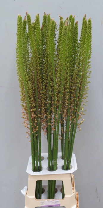 <h4>Eremurus Romance</h4>