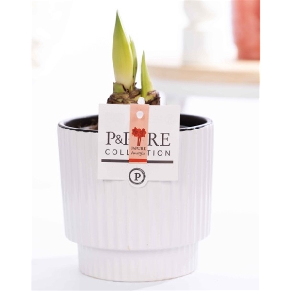 <h4>Hippeastrum red in P&PURE Ivy ceramics shiny white</h4>