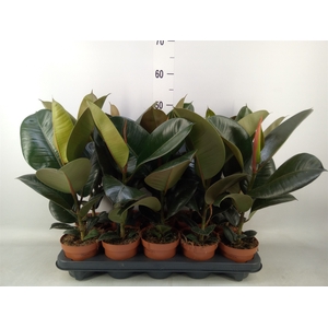 Ficus elastica 'Robusta'