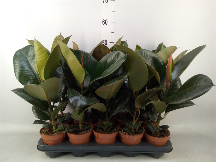 <h4>Ficus elastica 'Robusta'</h4>