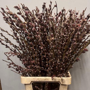 SALIX G PINK CUSHION