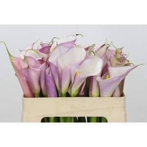 Zantedeschia Eydolls Purple White