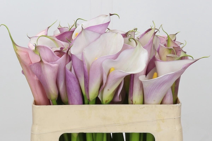 <h4>Zantedeschia Eydolls Purple White</h4>