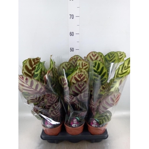 Calathea makoyana