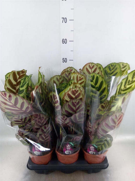 <h4>Calathea makoyana</h4>