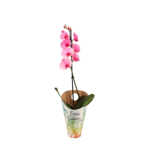 Enjoy Potcover Phal I Am Pink 1T9+