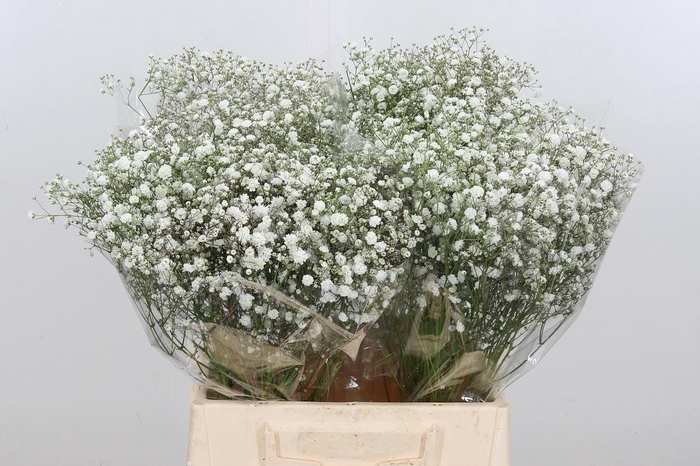 <h4>Gyps Pa Xlence</h4>