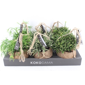 arr3 Kokoplant - Rhipsalis mix x6