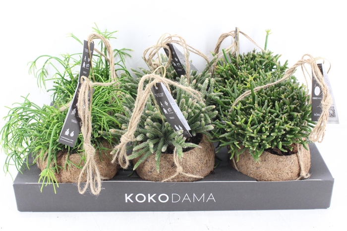 <h4>arr3 Kokoplant - Rhipsalis mix x6</h4>