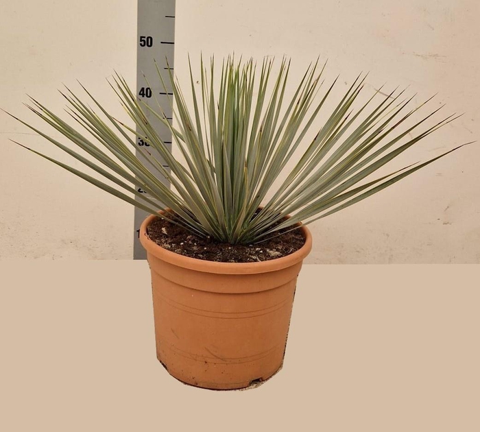 <h4>YUC ROSTRATA</h4>