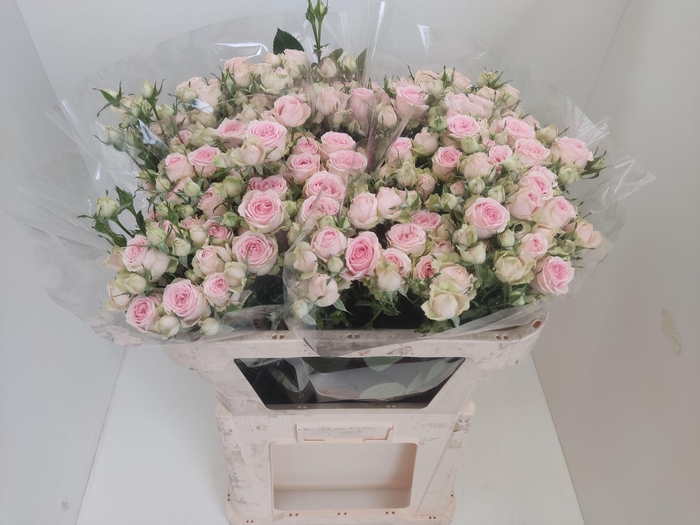 <h4>R TR SWEET GISELLE!</h4>