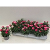 Dianthus I Love U
