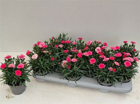 Dianthus I Love U