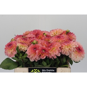 Dahlia Chanel