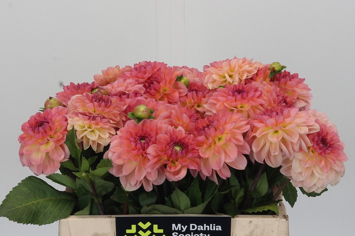 Dahlia Chanel