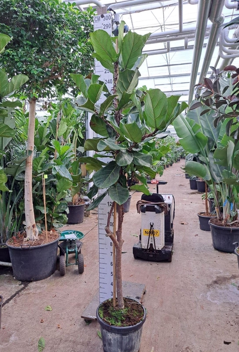 <h4>Ficus lyrata</h4>