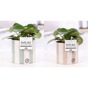 Peperomia Raindrop in P&PURE Eline 2 ceramics ass. 2