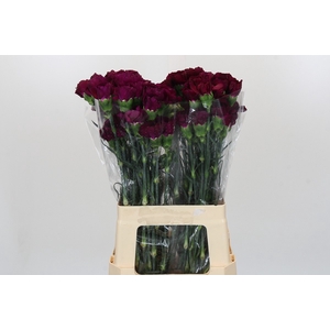 Dianthus St Purple Damascus