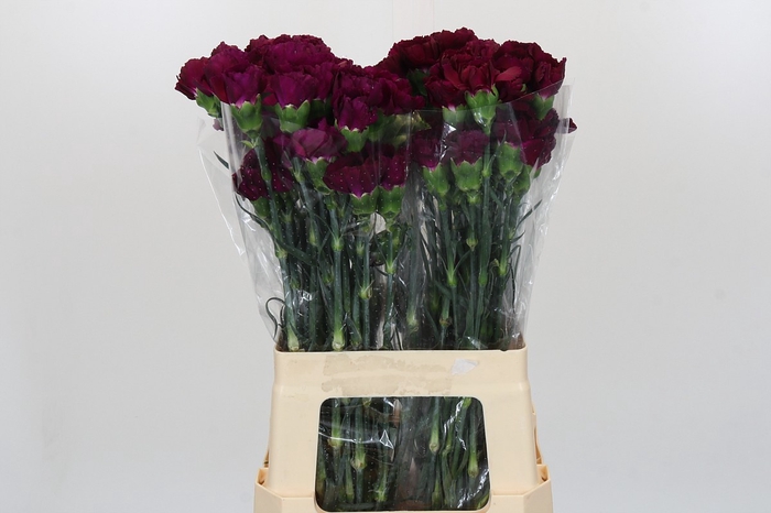 <h4>Dianthus St Purple Damascus</h4>