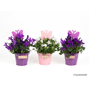 CAMPANU. PORTENSCHL p6 E 4481