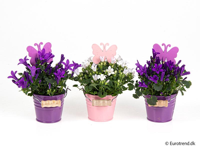 <h4>CAMPANU. PORTENSCHL p6 E 4481</h4>