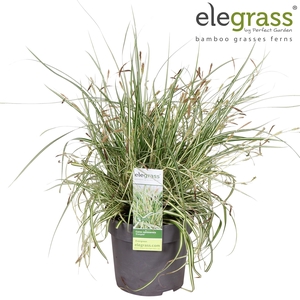 Carex hachijoensis 'Evergold' P14