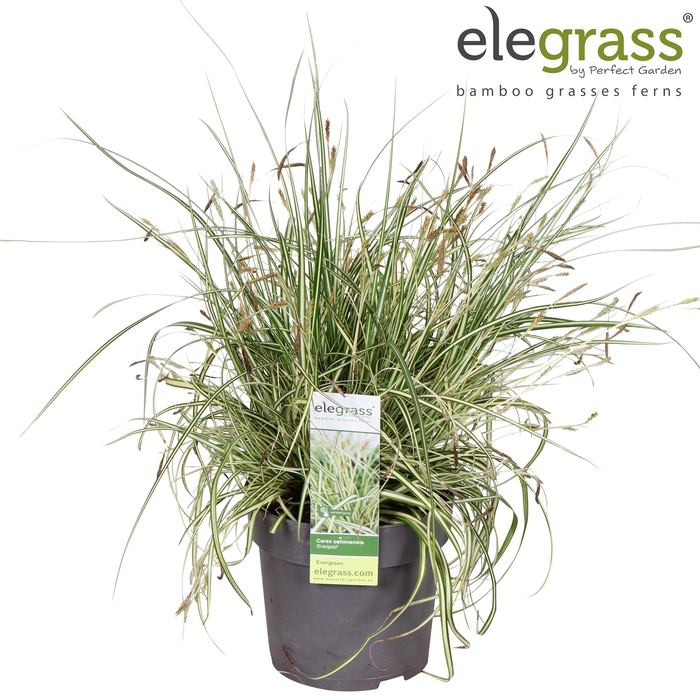Carex hachijoensis 'Evergold' P14
