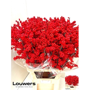 ILEX MAG SUPREME RED