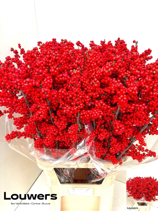 <h4>ILEX MAG SUPREME RED</h4>