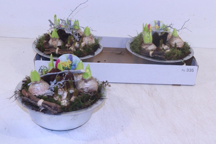 <h4>ARR BOL KNOLGEWAS</h4>