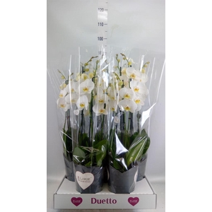 Phalaenopsis  'Ant Oxford'